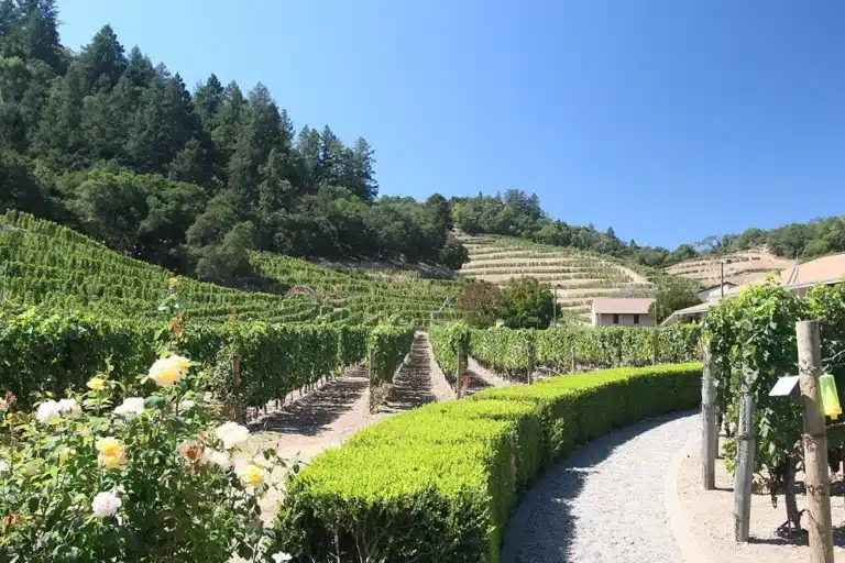 SEO Company Napa providing local search optimization services