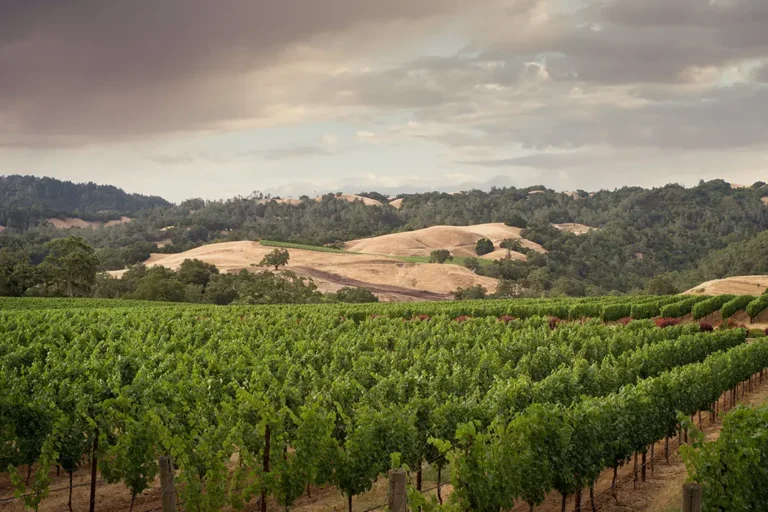 Local SEO Company Napa improving online visibility for businesses