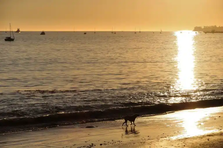 Santa Barbara beach at sunset with golden light over calm ocean and a person walking along the shoreline