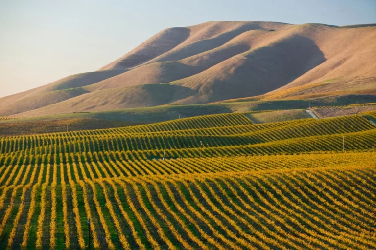 Vineyard pathway in Santa Maria surrounded by lush grapevines with rolling hills in the background.