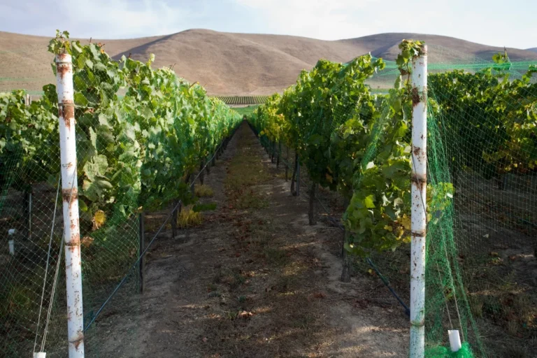 Stylized panoramic landscape of Santa Maria vineyards with rolling hills under a golden sunset sky.